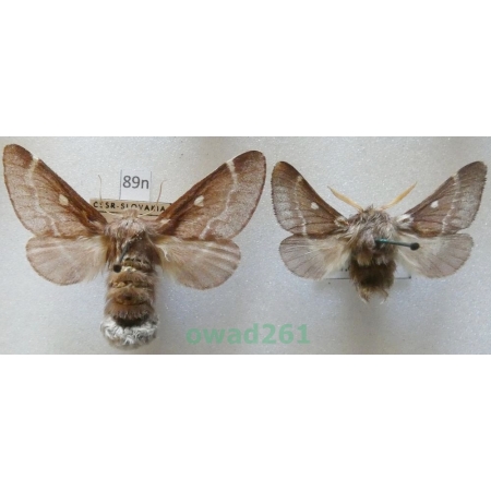 Eriogaster lanestris (Linnaeus, 1758) pair Barczatka puchowica Czech89n